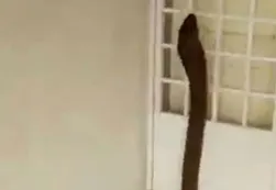 ¡De terror!: Una cobra de 2,5 metros se metió en una casa