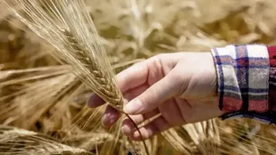 La participación del Estado en la renta del campo subió a 62,5% por efecto de la guerra en Medio Oriente