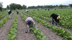 Preocupación en el campo: los productores pueden tener márgenes negativos pese al incremento de la cosecha