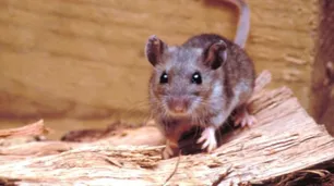 Hantavirus: dónde vive el ratón colilargo que transmite las distintas cepas