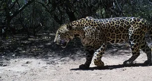 Histórica condena en Formosa por matar a un yaguareté: la Justicia sienta precedente en defensa de la especie en peligro crítico