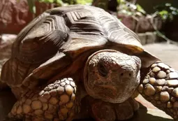 El cruel egoísmo de quienes crían animales silvestres como mascotas