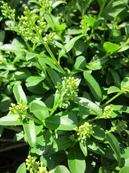 Las plantas ornamentales invaden a las nativas del país y amenazan a la biodiversidad