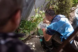 Córdoba: el Ministerio de Salud notificó otros tres casos de chikungunya en el interior provincial