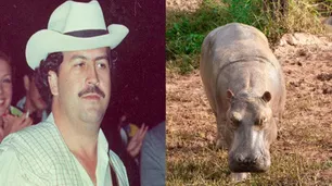 Esterilización y eutanasia: el plan de Colombia contra la "plaga" de los 166 hipopótamos de Pablo Escobar