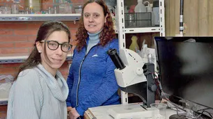 Identifican mosquitos porteños superresistentes al frío invernal
