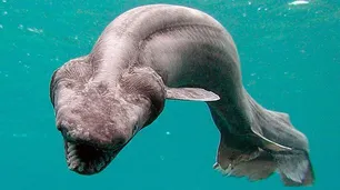 Día del Animal: cuando el océano es una película de terror