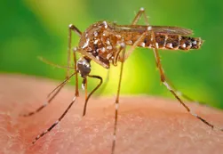 Caribe dice que está libre de Zika, los médicos discrepan