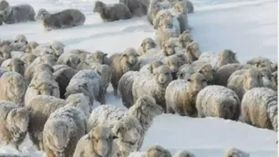 Preocupación por las fuertes nevadas en los campos de la Patagonia: “Las ovejas y las vacas no están comiendo”