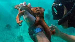 ¿Por qué ganó el Oscar un documental sobre un pulpo?