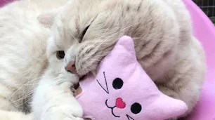 El mercado para mascotas creció notoriamente en Argentina este 2023