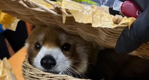 Murciélagos y un oso panda rojo: el increíble cargamento de animales vivos que iban a llevar en valijas en un avión