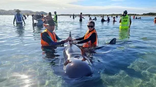 Nueva Zelanda: rescatan a 28 ballenas que quedaron varadas en una playa