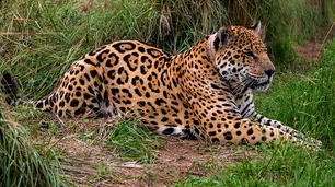 Argentina, pionera en un proyecto que busca conservar animales en peligro de extinción