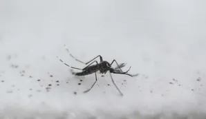 El cambio climático empeoró el brote de dengue y chikungunya en Argentina y el mundo, según la OMS