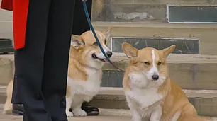 La emotiva imagen de los perritos huérfanos de Isabel II al paso del cortejo fúnebre
