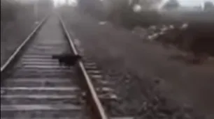 Ataron a un perro a las vías del tren y un maquinista frenó para salvarlo