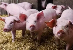Argentina declaró el alerta sanitaria por el avance de la peste porcina africana
