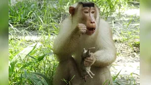 Consumo de ratas: la extraña dieta de los monos de Malasia