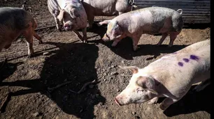 La peste porcina africana en Haití y Dominicana enciende las alarmas en las Américas