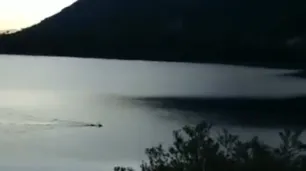 El video que se hizo viral de un ciervo nadando en el Lago Nahuel Huapi