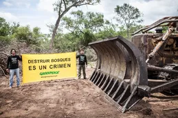 Lanzan una campaña para frenar los desmontes en Argentina