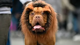 Los perros festejan Halloween y se lucen con sus mil y un disfraces