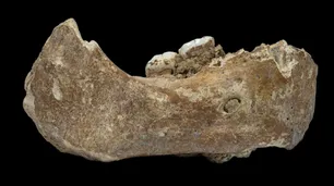 Hallan restos de una especie humana que vivió en zonas de gran altura hace 160 mil años