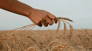 "El Niño" se hace esperar y hay 2 millones de hectáreas de trigo en riesgo