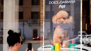 Así es Fefé, el perfume para perros de lujo que lanzó Dolce & Gabbana