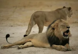 Cazador mató a tiros a hijo del famoso león Cecil en Zimbabue