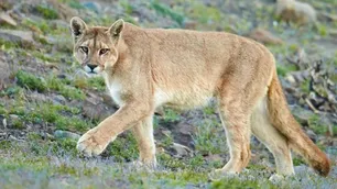 Productores de Necochea denuncian que los pumas les matan las ovejas