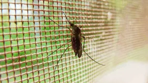 Coronadengue: detectaron la coexistencia de las enfermedades en Salta