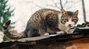 Córdoba: una mujer buscaba a su gato, cayó del techo y murió