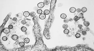 Otro caso de hantavirus ya suma cinco confirmados en la Provincia de Bs. As.