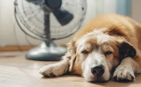 Ola de calor: ¿cómo proteger a las mascotas de las altas temperaturas?