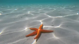Descubren que un tipo de estrella de mar aporta el mejor colágeno