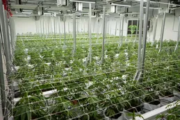 Una empresa chaqueña exportará cannabis medicinal a Nueva Zelanda y proyecta nuevos mercados en Europa y Canadá