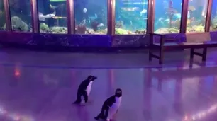 Dos pingüinos salieron a pasear por el acuario clausurado por el coronavirus