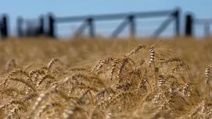 Para el Financial Times, el gobierno desalienta con restricciones a la producción argentina de trigo
