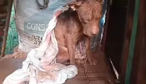 Rescató al perro de su vecino y ahora teme que lo acusen de ladrón