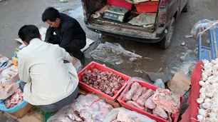 Wuhan, la ciudad china donde nació Covid-19, prohibió venta y consumo de animales salvajes