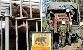 Japón despliega soldados ante una ola de ataques de osos