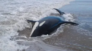 Siete orcas varadas en Mar Chiquita: una murió y tres ya fueron rescatadas