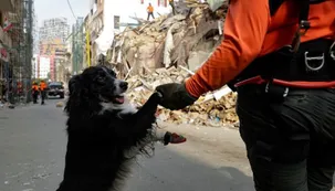 Flash, el perro rescatista de los topos chilenos que es protagonista en Beirut
