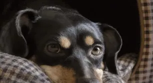 Coco, el perro varado en Ezeiza, será vacunado y quedará en cuarentena