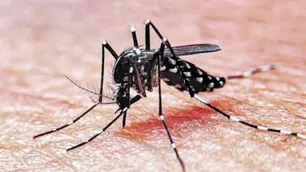 Morgenstern: “El dengue dejó de ser solo un problema del norte”