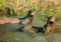 Una pareja de nutrias gigantes vuelve a los Esteros del Iberá