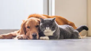 Cuánto puede costar mantener una mascota en junio