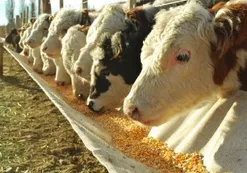 Argentina es el país más carnívoro del mundo y los veganos quieren terminar con eso